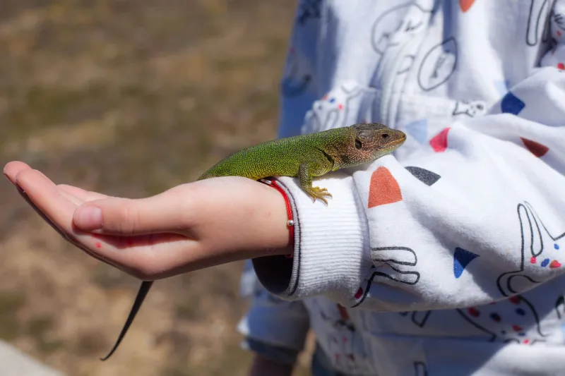 Itchy Feet and Ancient Instincts: What Your Newt's Spring Wanderlust Can Teach Your Kid About the Call of the Wild