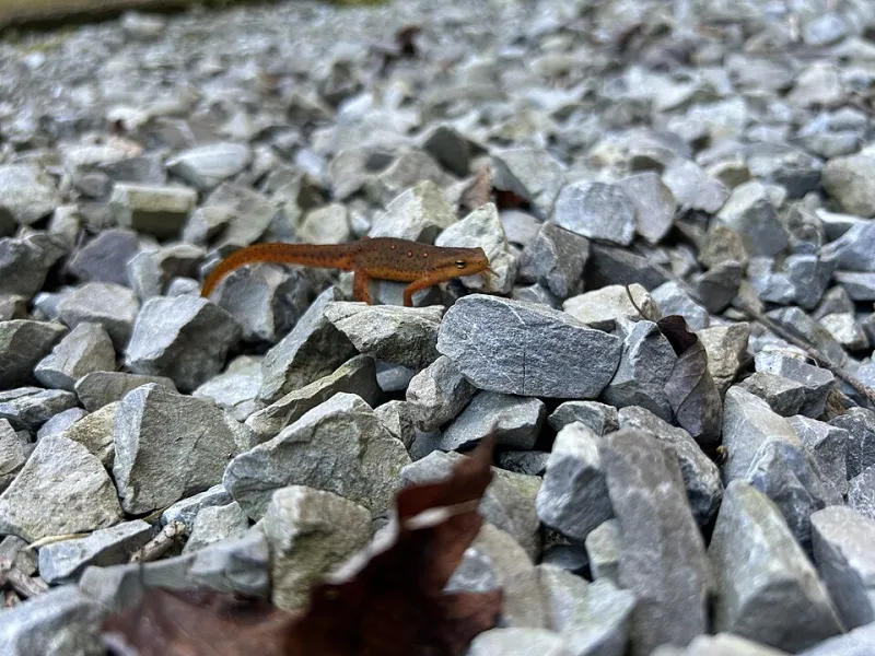 Slippery, Slimy, and Surprisingly Famous: The Secret Pop Culture Career of the Humble Newt