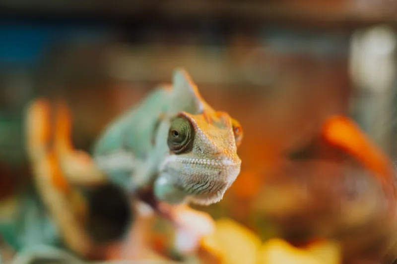 Tiny Mastermind on the Loose: What Your Newt's Great Escape Reveals About Genius-Level Problem Solving